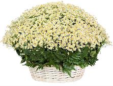 Цветочная композиция из Ромашки в корзине #REPLACE_PRED# Ёгле