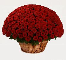 Премиум букет из: Розы в Ёгле